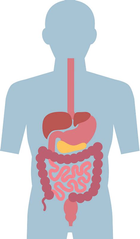 Digestive System Clipart Free Download Transparent Png Creazilla