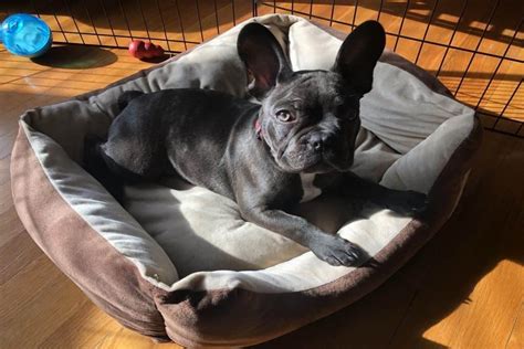 Best Cave Bed For French Bulldog Dogs Hub