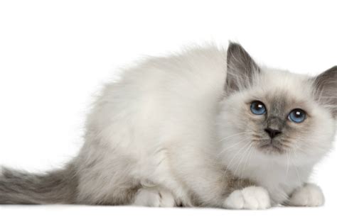 White Cat With Gray Ears And Tail