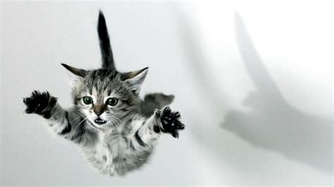 Jump Cat Wallpaper 1600x900 13500