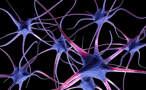 El Papel De Las Neuronas En El Sistema Nervioso Bekia Salud