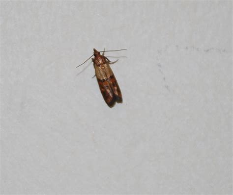 Little Flying Bugs In Bedroom