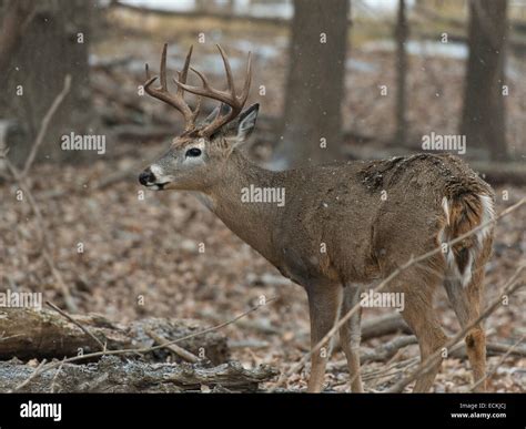 Whitetail Deer Buck Stock Photo Alamy