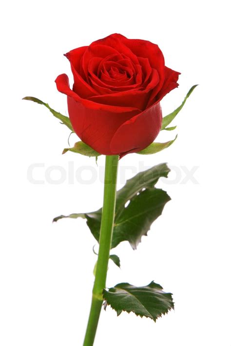 Red Rose Isolated On A White Background Stock Image Colourbox
