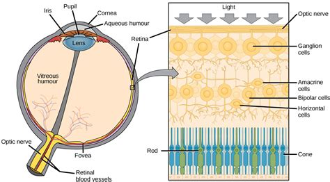 Anatomy Of The Eye Biology For Majors Ii