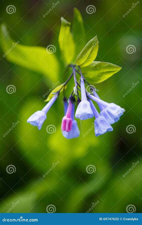 Bluebells Virginia Mertensia Wildflower Stock Photo Image Of Tourism