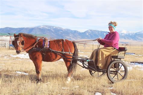 Kingston Saddlery Easy Entry Cart