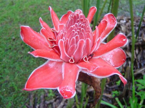 Images include insects, birds, bats, snakes, frogs, lizards, crocodiles, mammals, flowers, trees, fungi, and more. flowers of Costa Rica | Flora flowers, Secret life of ...