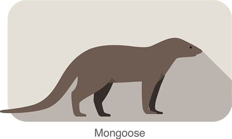 Free Mongoose Clipart In Ai Svg Eps Or Psd