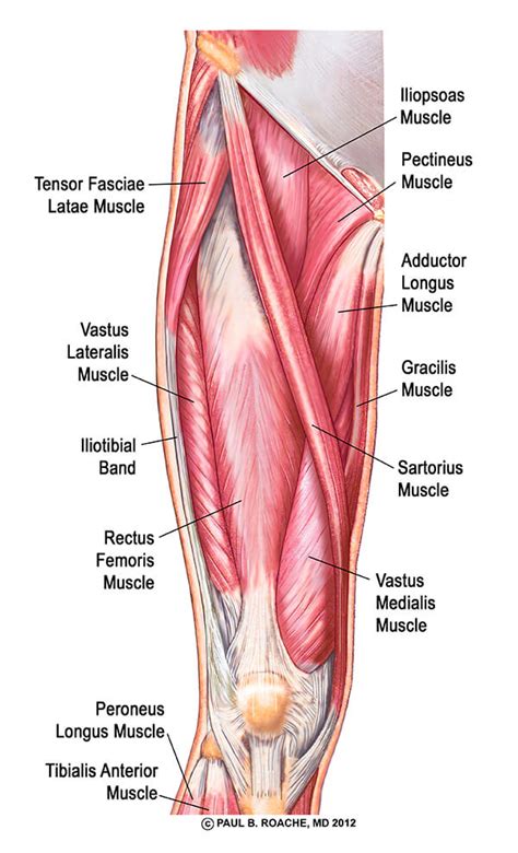 The groin canal (inguinal canal) connects the inside with the outside of the abdomen and is an opening in the stomach muscles that contains the spermatic cord. Understand Hip Anatomy Muscles for Yoga | Jason Crandell Yoga