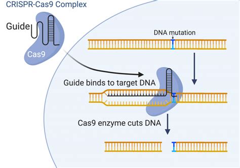 Genome Editing Ucl Institute Of Ophthalmology Ucl University