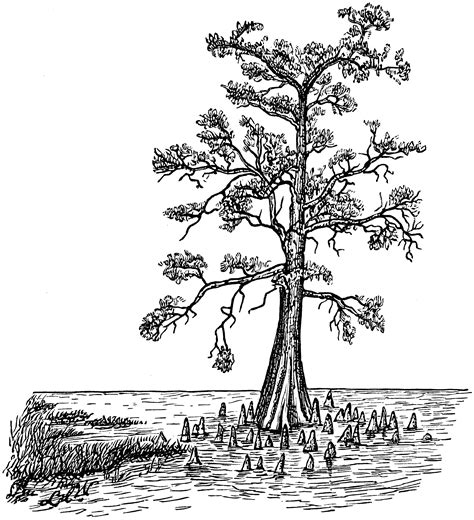 Https://techalive.net/draw/how To Draw A Bald Cypress Tree