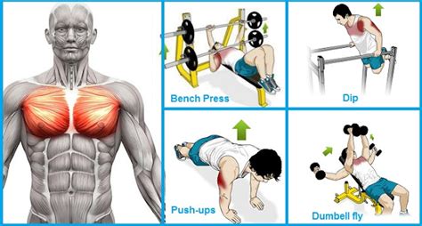 How To Train Your Chest Exercises To Build Chest Muscle Fast