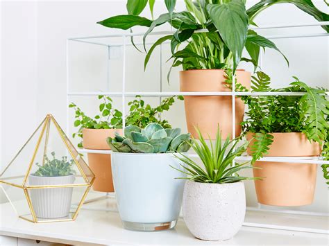 How To Create an Affordable Indoor Garden