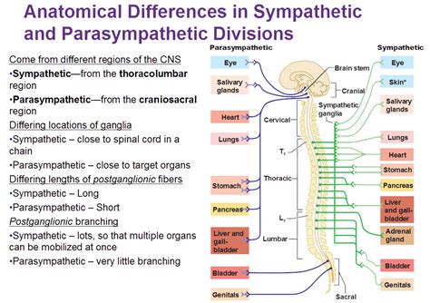 Understand nervous system function, how the nervous system responds to danger (the fight or flight response) and how this affects body structure and health. The Autonomic Nervous System