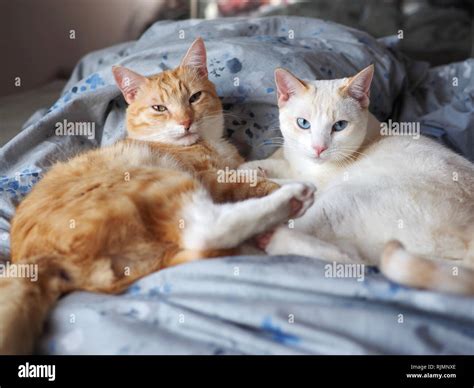Mika The Orange Tabby And Mitzie The Flame Point Siamese Snuggling On