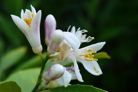 Free Stock Photo Of Lemon Tree Blooms Download Free Images And Free