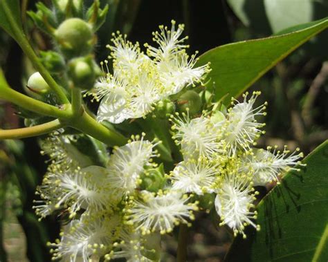 Shop our online nursery now. GardensOnline: Tristiana/Lophostemon confertus (Brisbane ...