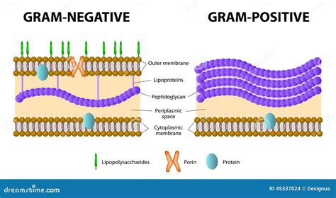 Bacterias Grampositivas Y Gramnegativas Ilustración Del Vector