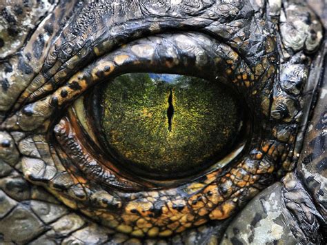 We did not find results for: Free photo: Lizard Eye - Eye, Lizard, Reptile - Free ...