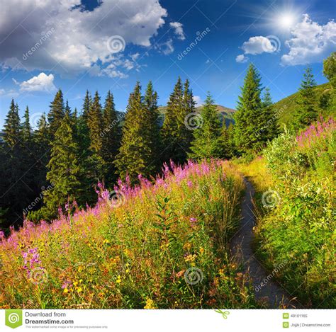 Beautiful Summer Landscape In Mountains With Pink Flowers Stock Image