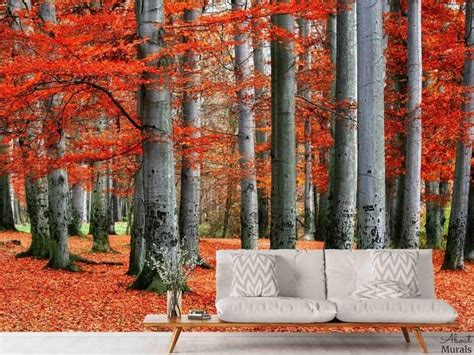Autumn Colors Wall Mural About Murals
