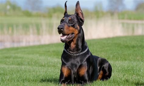 30 Best Guard Dogs For Families Barking Royalty