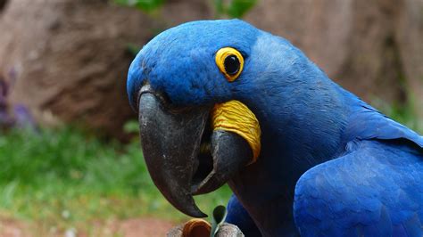 Five Macaw Parrots