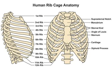 Rib Cage Anatomy Structure Function Development