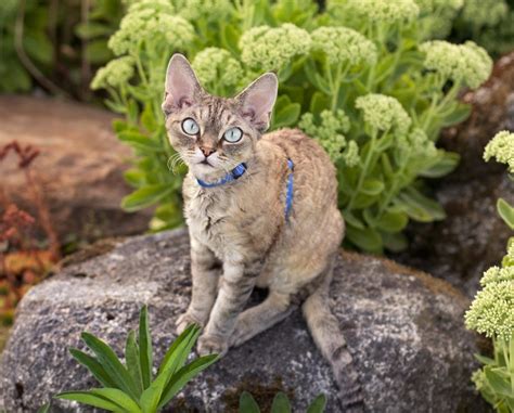 The reason rexes have a tek saddle is that rexes are famous. Devon Rex Breed Information and Photos | ThriftyFun