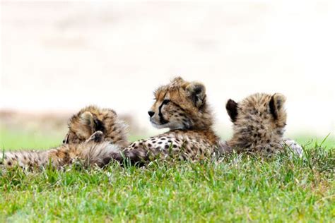 Fun Facts About Africas Baby Safari Animals Animals Safari Animals