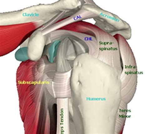 The other important anatomical structure involved in shoulder impingement is the subacromial subdeltoid (sasd) bursa. Rotator Cuff Injury: The Supraspinatus Muscle