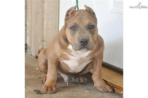 I have seen and sold pitbull puppies in the past that have reached prices all the way up to $15,000. Meet HERCULES a cute American Pit Bull Terrier puppy for sale for $2,500. "HERCULES" INCREDIBLE ...