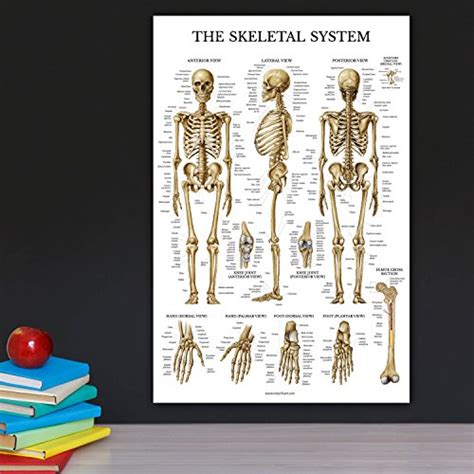 Laminated Skeletal System Poster Human Skeleton Chart 18 X 27