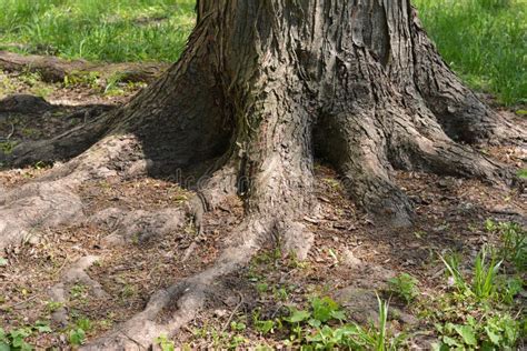 Large Tree Growing With Exposed Tree Roots Surface Roots In The Park