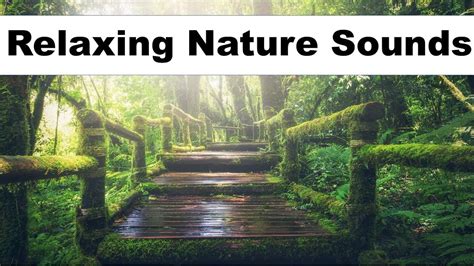 Relaxing Nature Sounds Forest Birdsong Calming And Soothing Natural