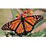 Creature Feature Monarch Butterfly  Raritan Headwaters