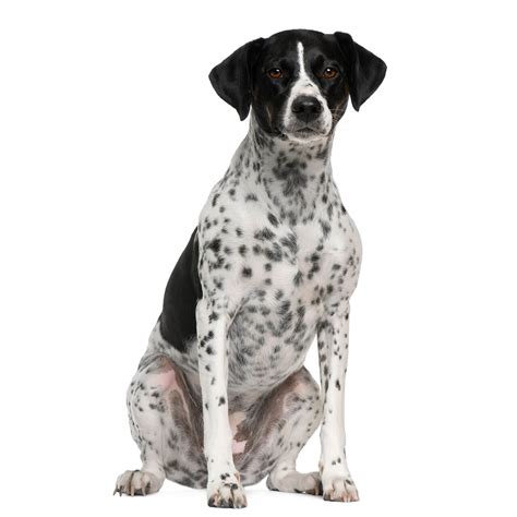 Check spelling or type a new query. Braque D'auvergne Dog Breed » Everything About Braque D ...