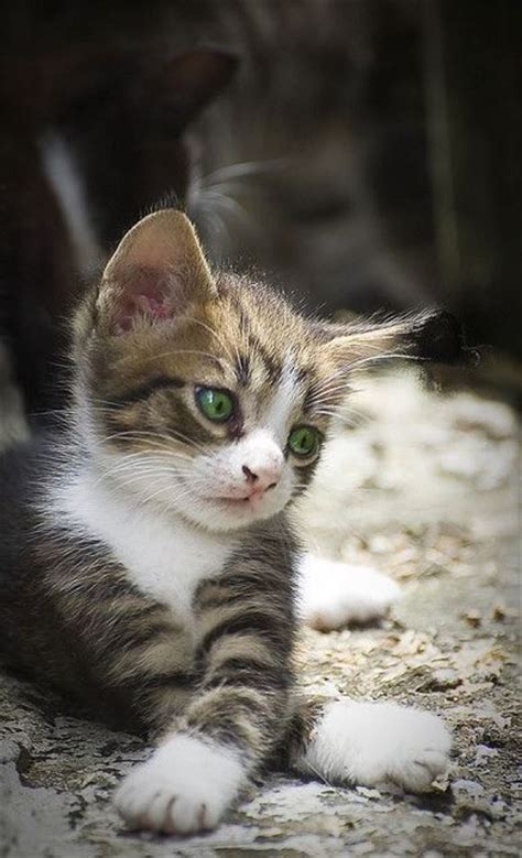 心癒される可愛い猫（画像厳選200選・動画集） ページ 4 Ailovei