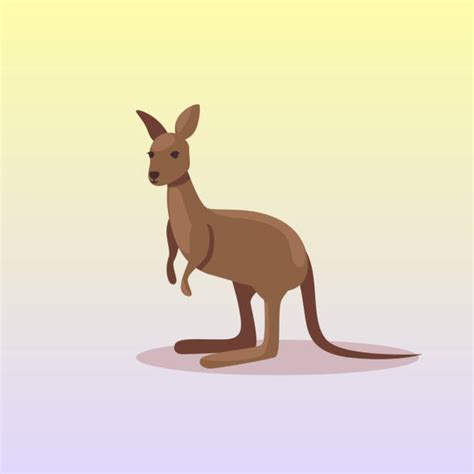 Wallaby Illustrations Royalty Free Vector Graphics And Clip Art Istock