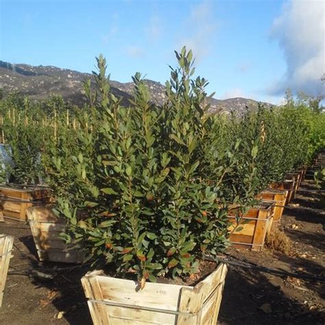 Sweet Bay Laurel Tree