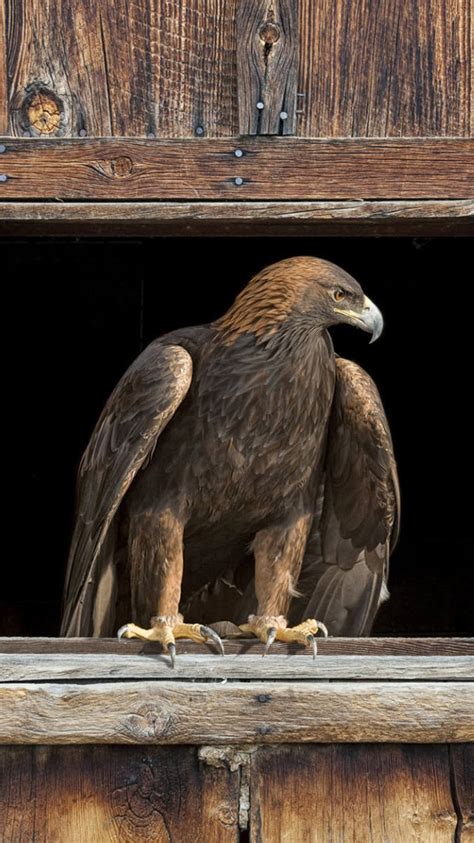 Eagle Wallpaper For Iphone - BiancaNDM