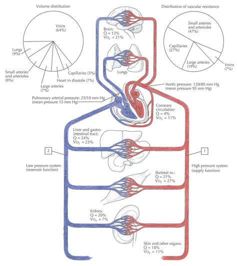 Arteries transport blood away from the heart. B5.3 Keeping the blood flowing - Nexus Science Website