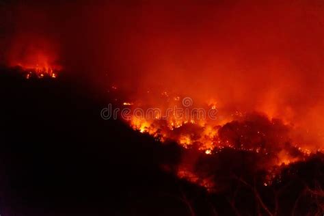 Forest Fire Disater Problemfire Burns Trees In The Mountain At Night
