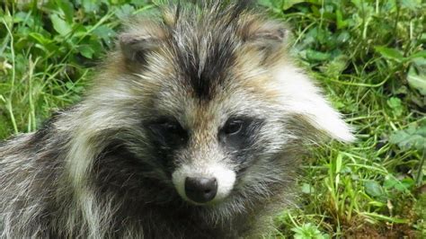 Rare Unpredictable Raccoon Dog On The Loose In Wales But Experts Don