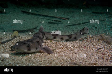 Nursehound Shark Hi Res Stock Photography And Images Alamy