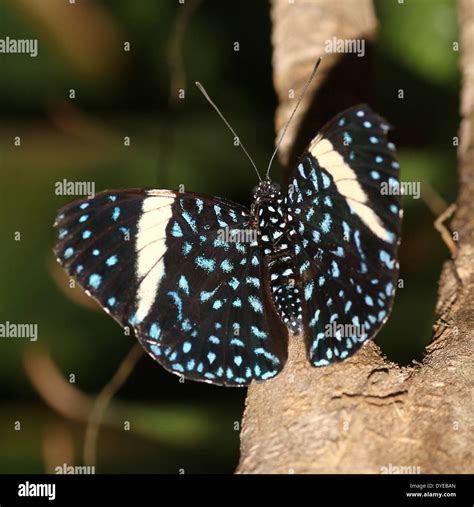Close Up Of A Female Starry Night Cracker Butterfly Hamadryas