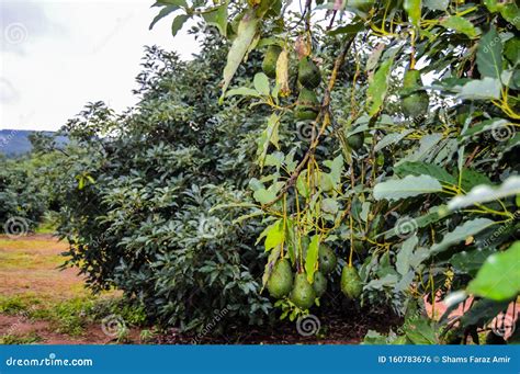 Fresh Raw Organic Green Hass Avocado On A Farm Tree In Mpumalanga South