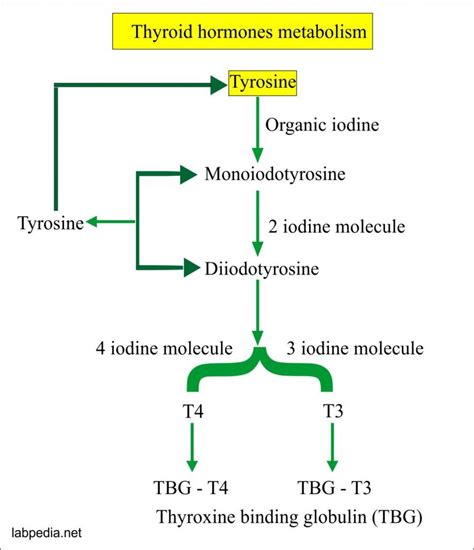 Thyroid Part 5 Thyroxine Total T4 Total