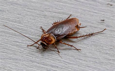 Blog Why Cockroaches In Your Aiken Home Are More Dangerous Than You May Think